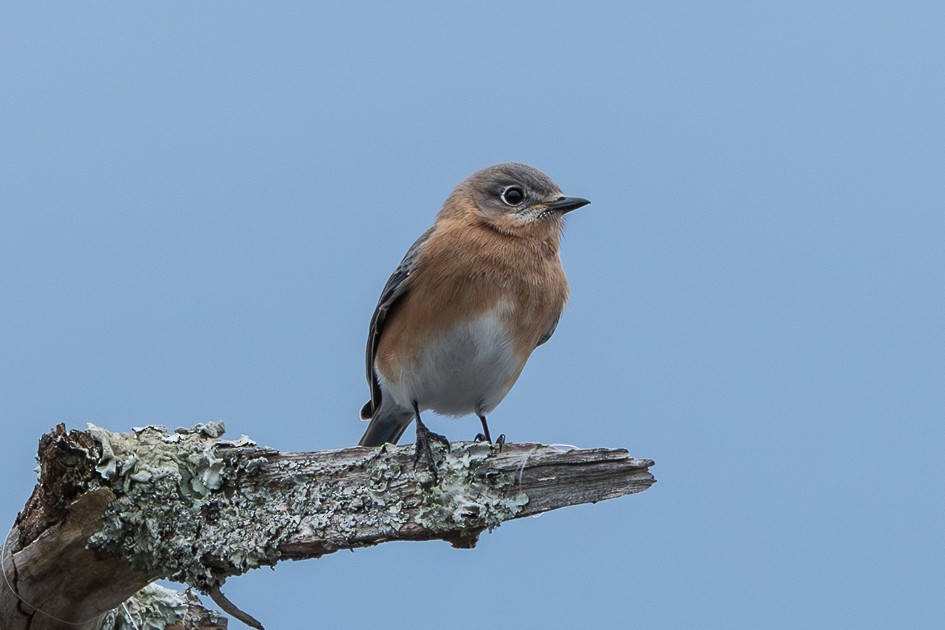 Eastern Bluebird - ML647575724