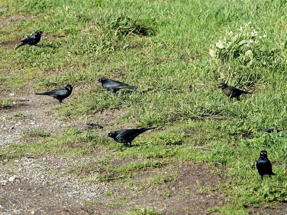 Трупіалець пурпуровий - ML647575726