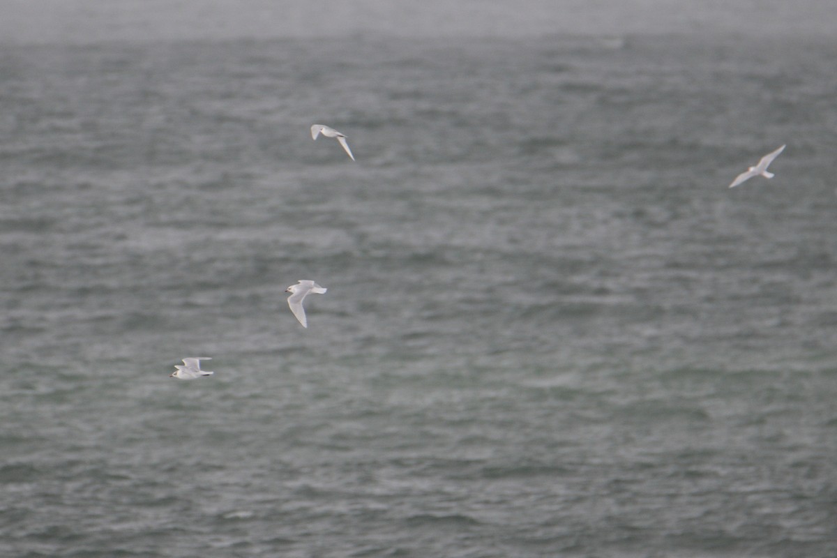 Mediterranean Gull - ML647575772
