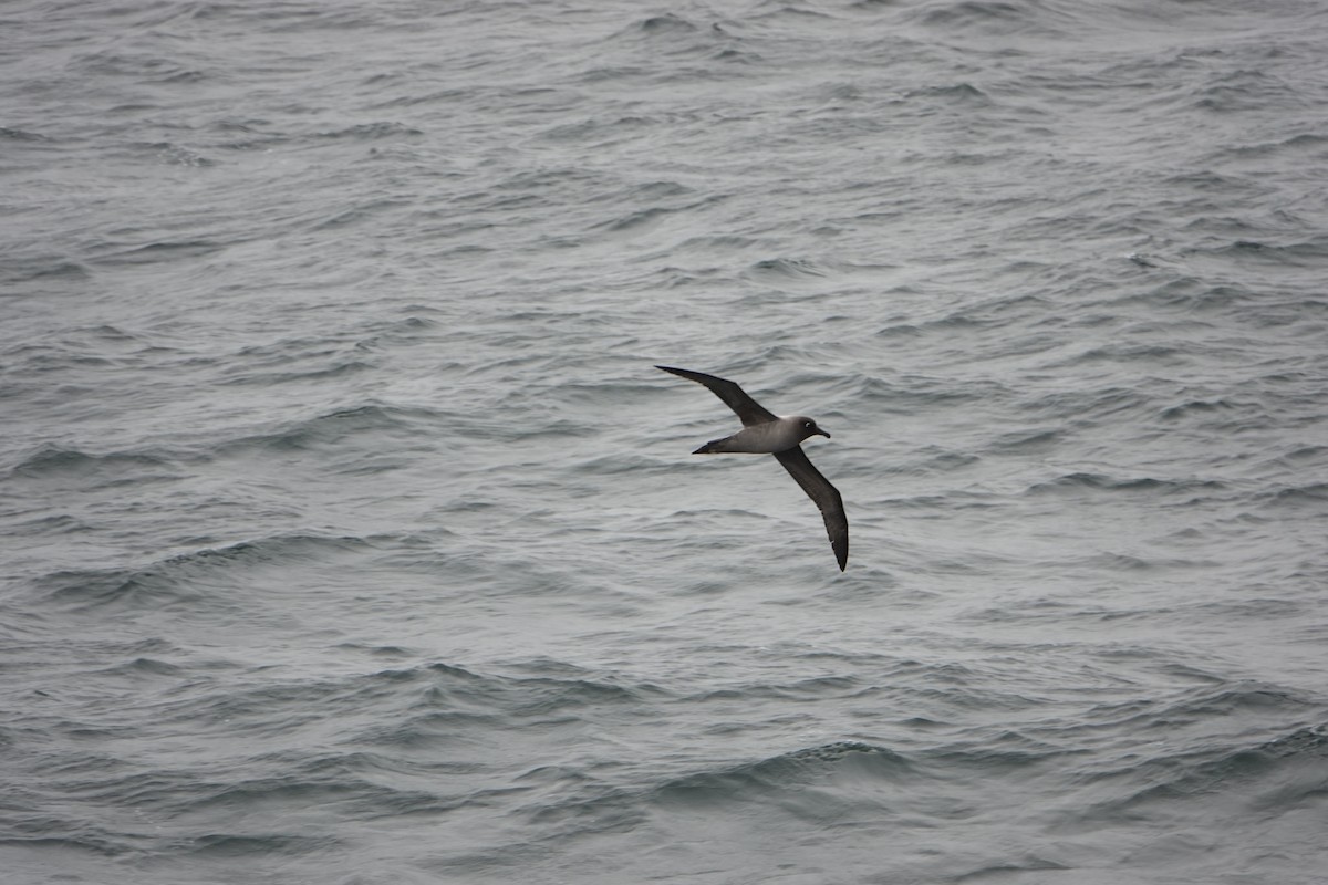 Light-mantled Albatross - ML647575818