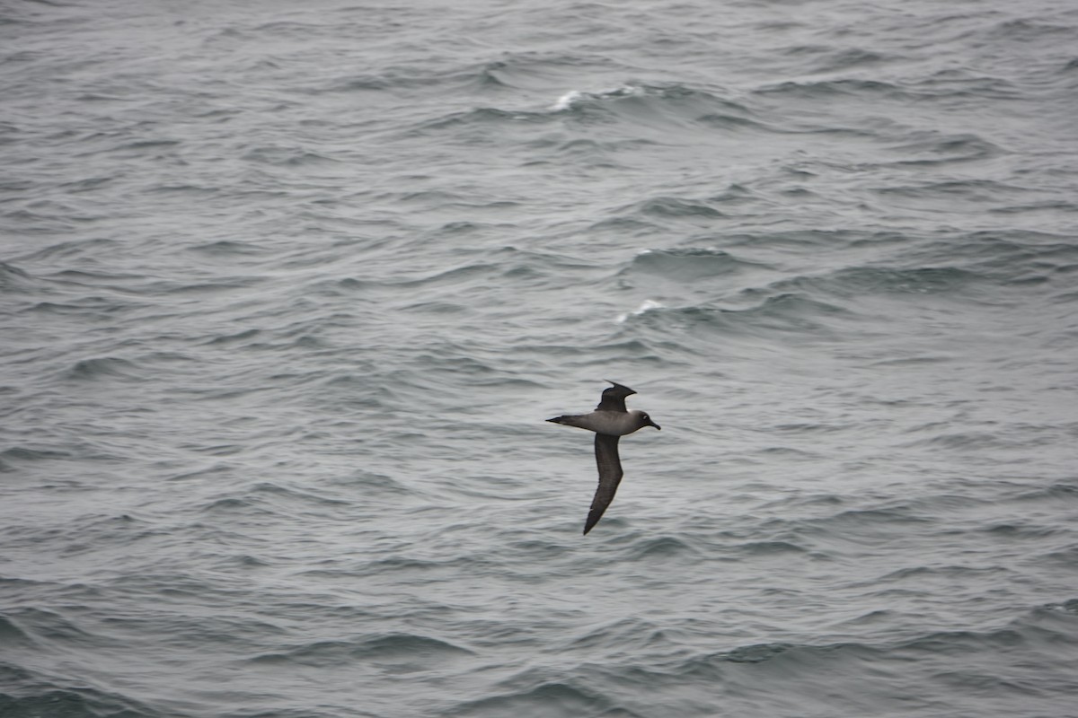 Light-mantled Albatross - ML647575819
