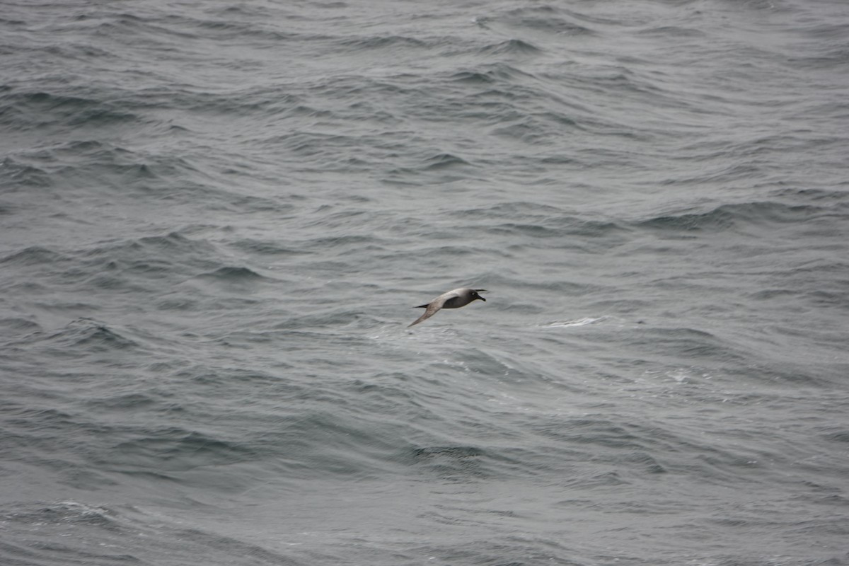 Light-mantled Albatross - ML647575822