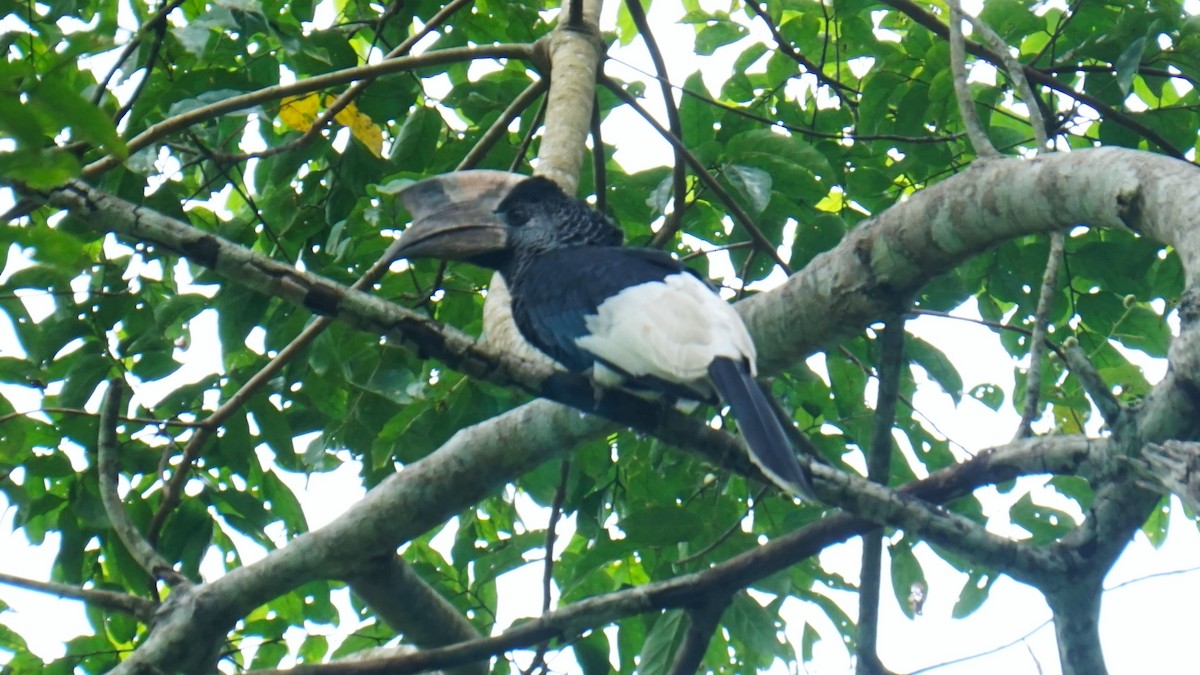Black-and-white-casqued Hornbill - ML647575826