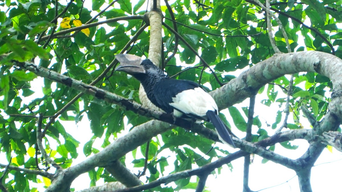 Black-and-white-casqued Hornbill - ML647575827