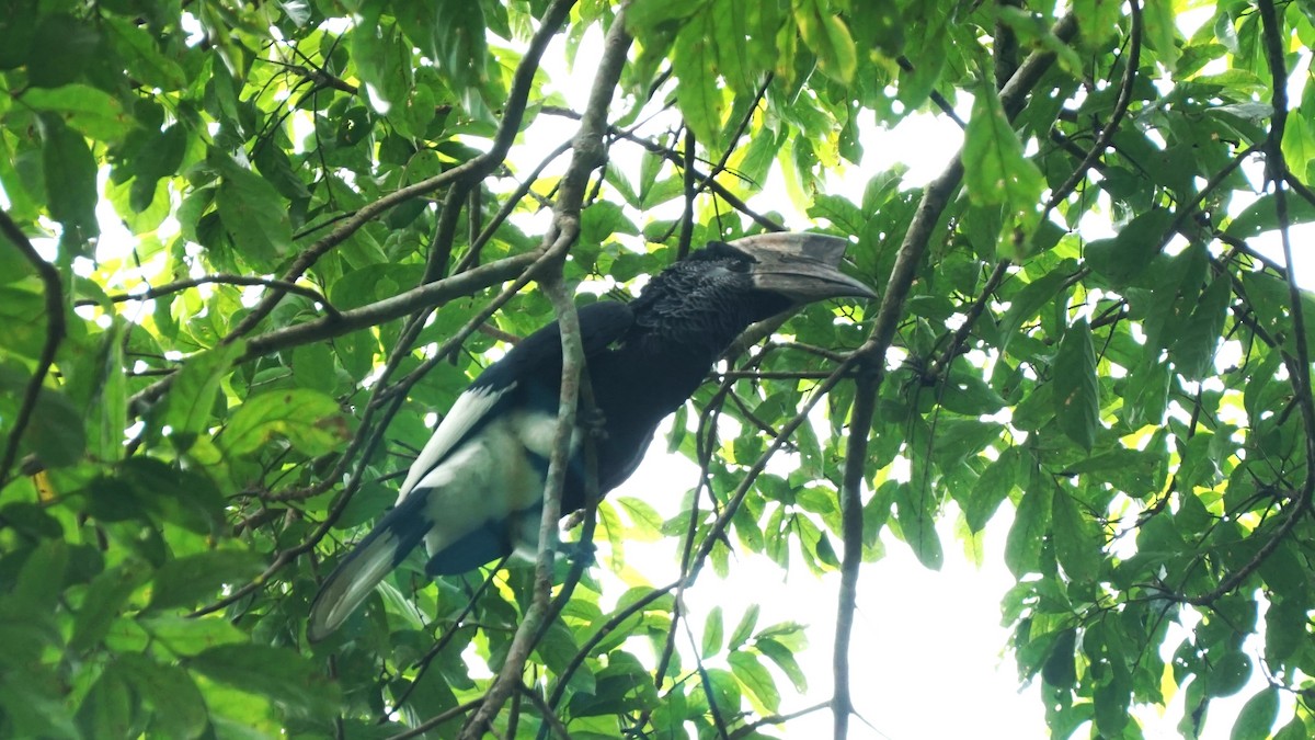 Black-and-white-casqued Hornbill - ML647575831