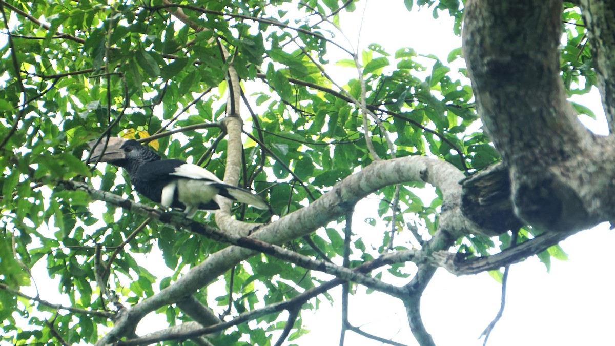 Black-and-white-casqued Hornbill - ML647575832