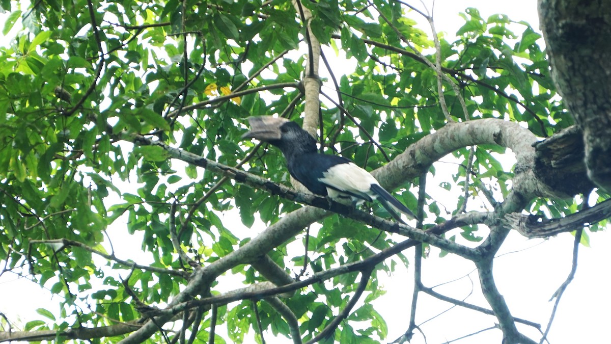 Black-and-white-casqued Hornbill - ML647575833