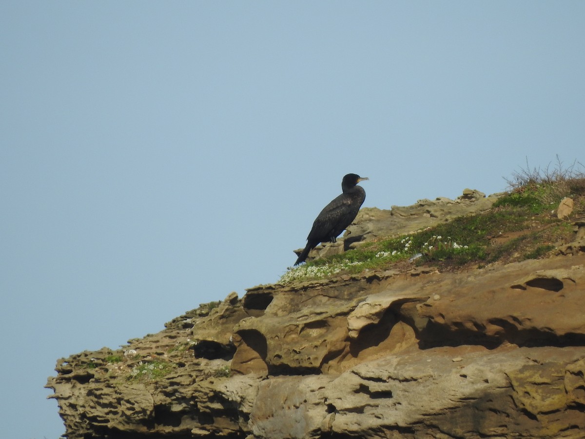 kormorán velký - ML647575838