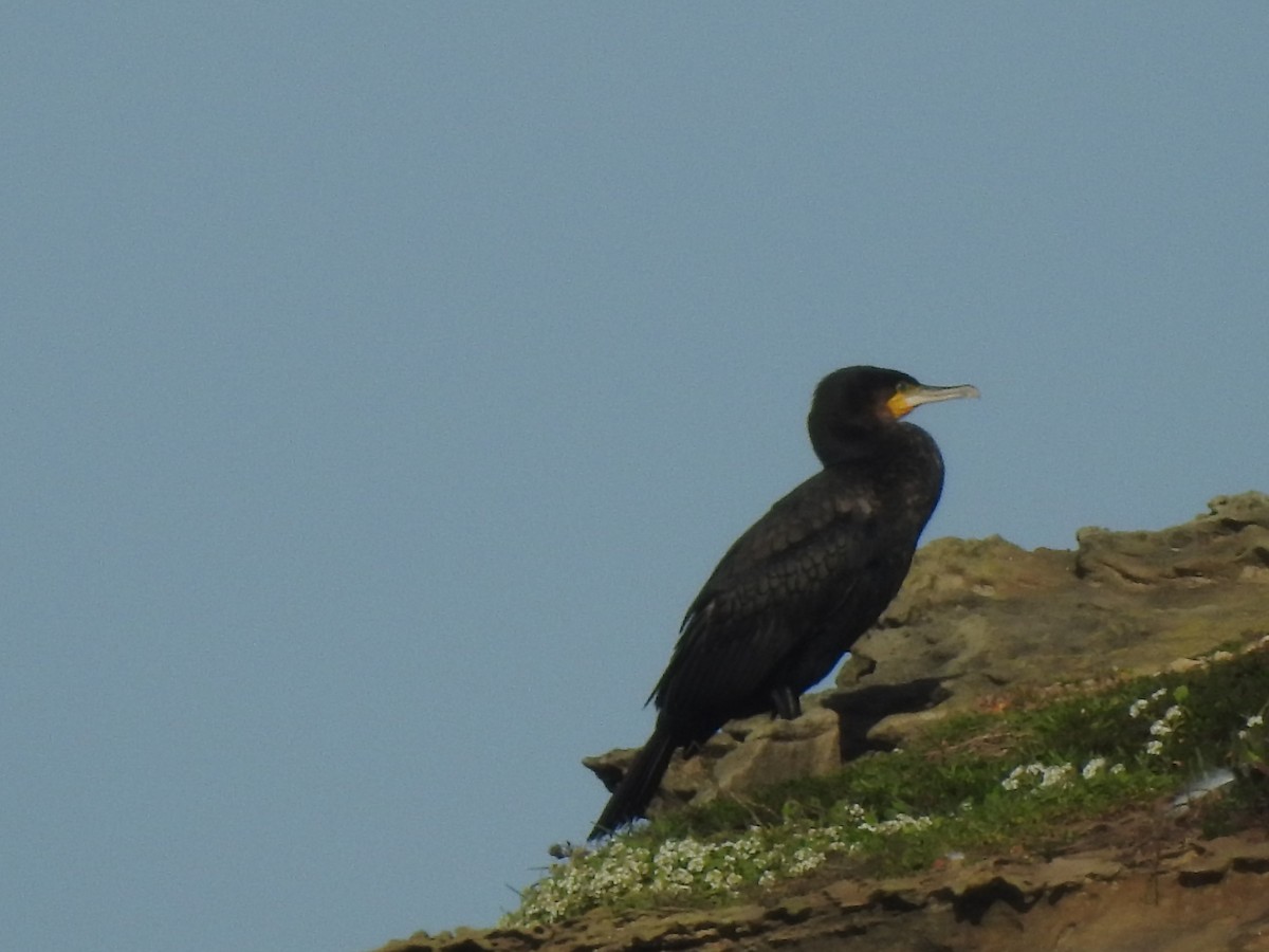 kormorán velký - ML647575840