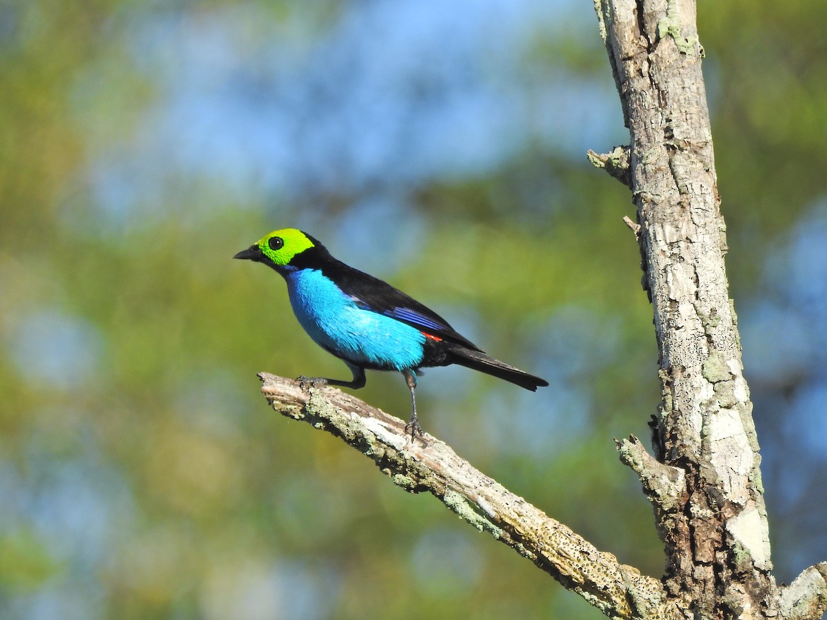 Paradise Tanager - ML647575850