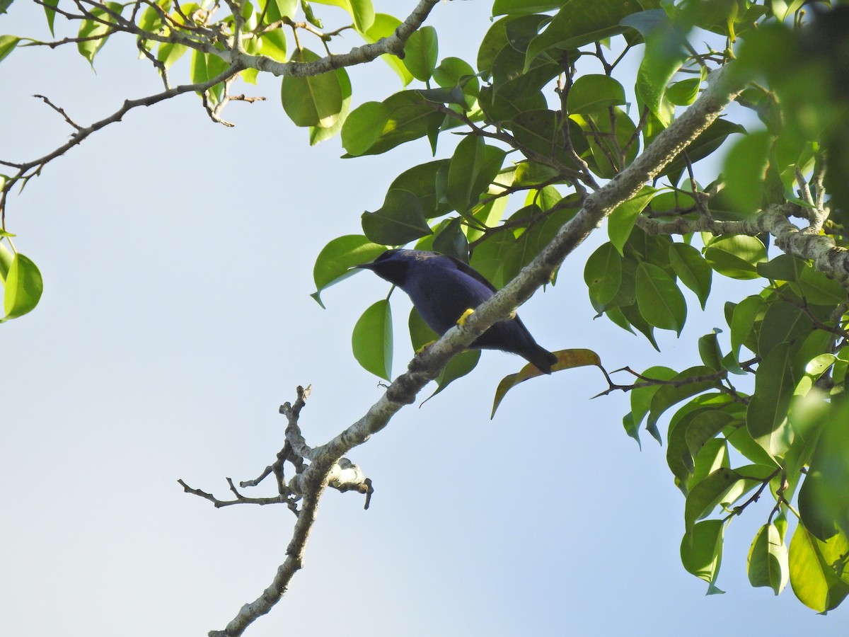 Purple Honeycreeper - ML647575867