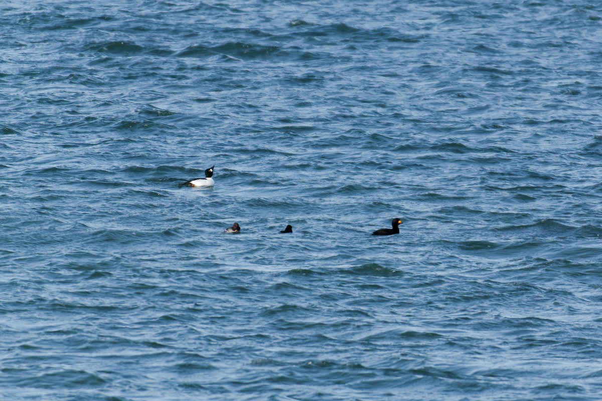Black Scoter - ML647575868