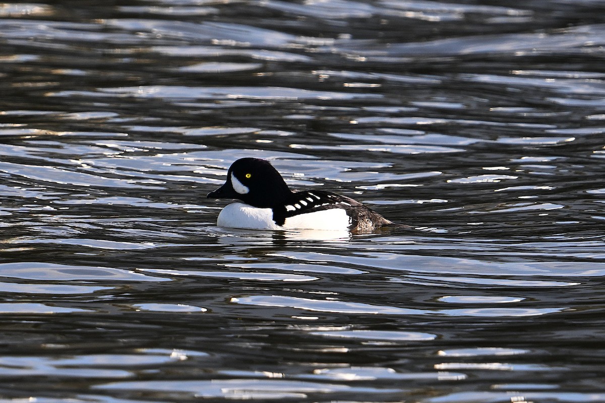 Barrow's Goldeneye - ML647575870