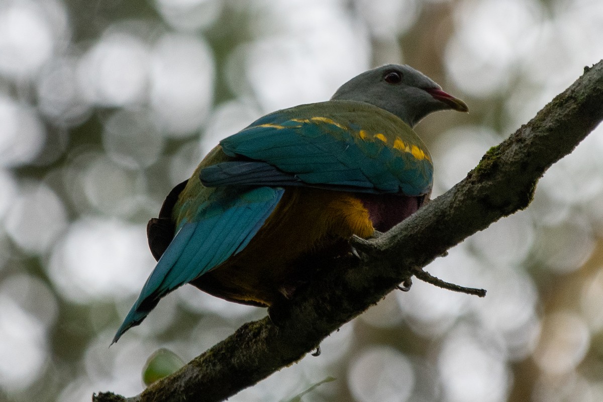 Wompoo Fruit-Dove - ML647575871