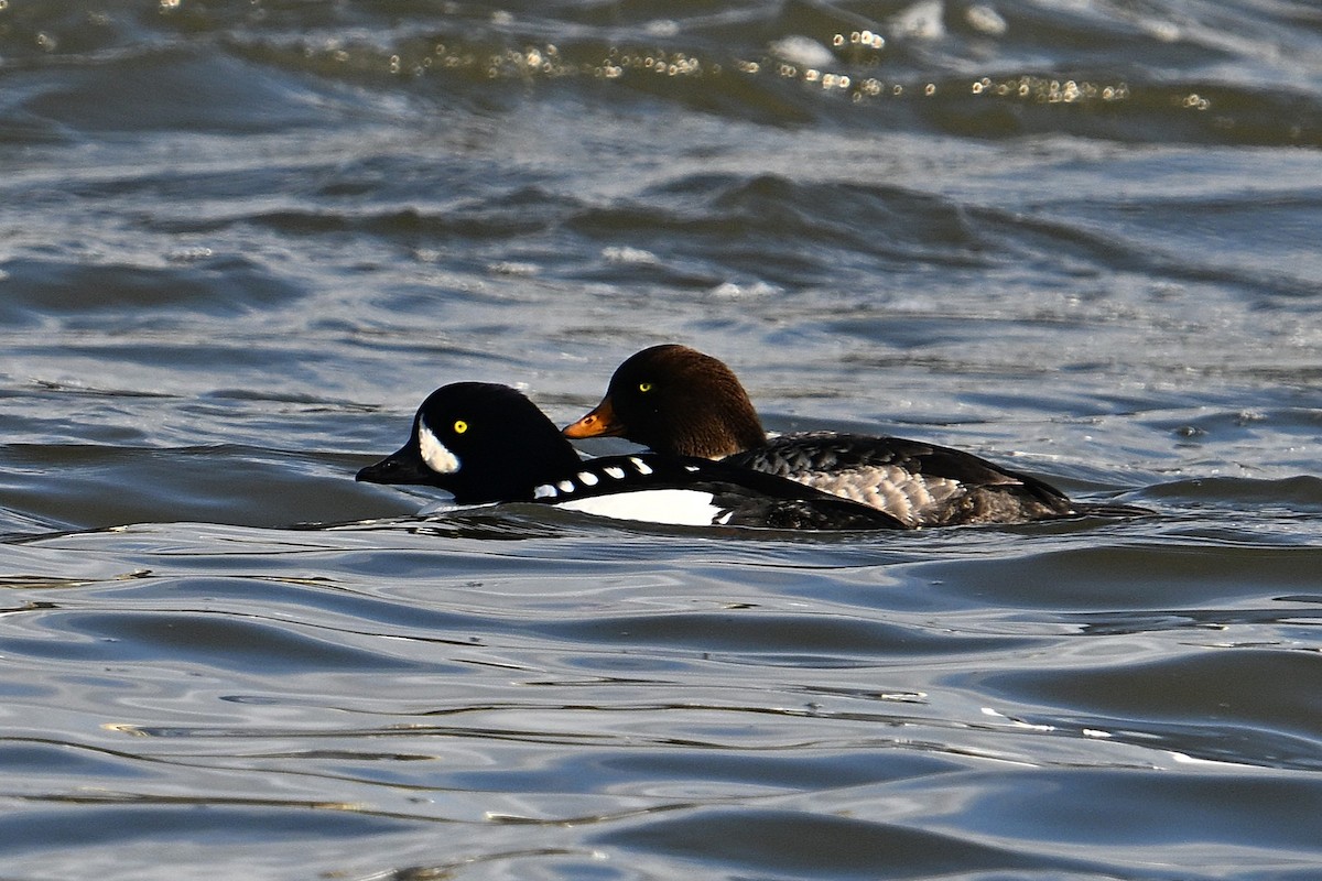 Barrow's Goldeneye - ML647575875