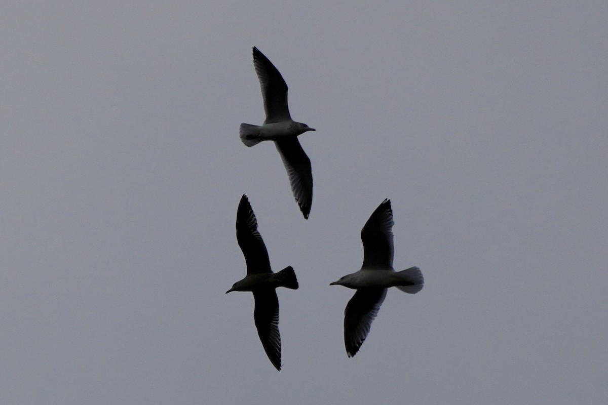 Мартиновий sp. - ML647575885