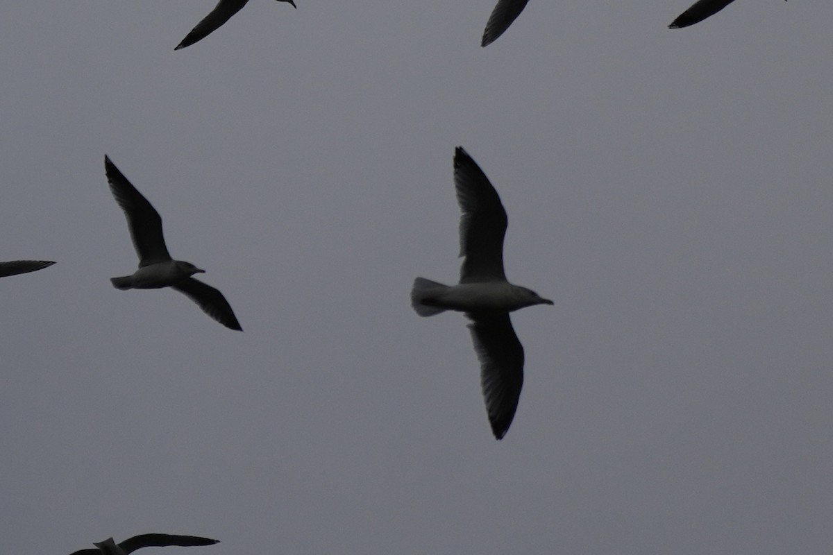 Мартиновий sp. - ML647575894