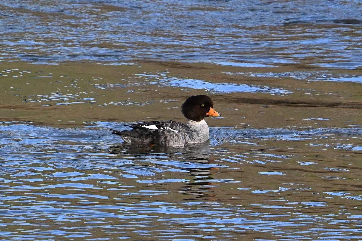 Barrow's Goldeneye - ML647575898