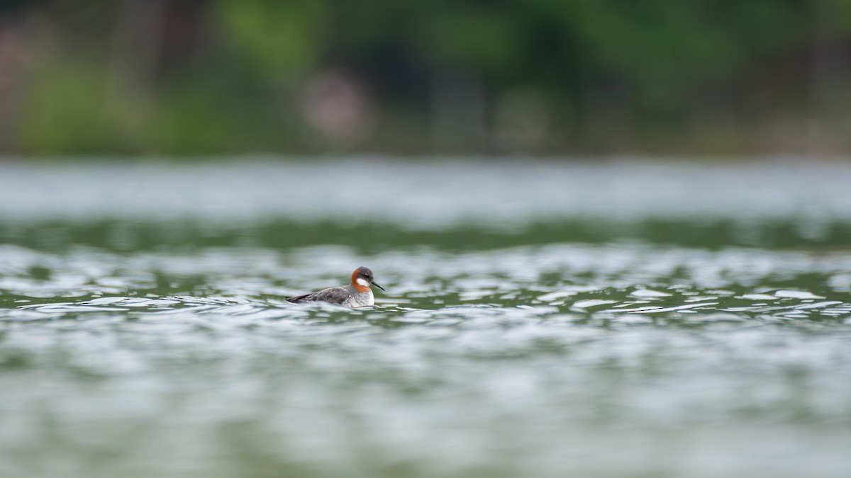 Red-necked Phalarope - ML647575904