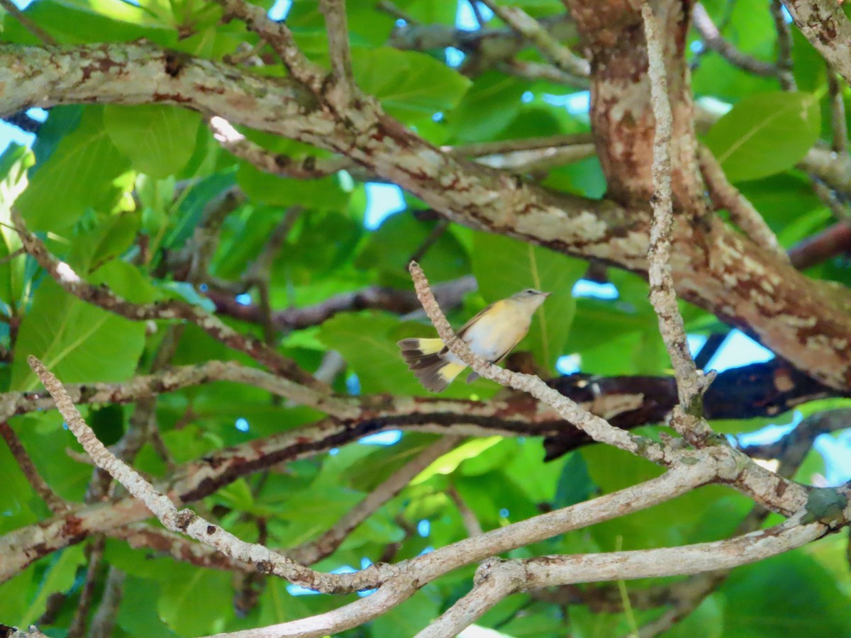 סבכון חכלילי - ML647575907