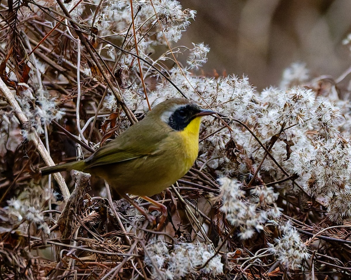 Common Yellowthroat - ML647575923
