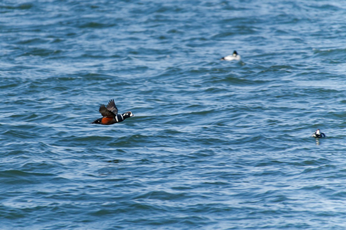 Harlequin Duck - ML647575924