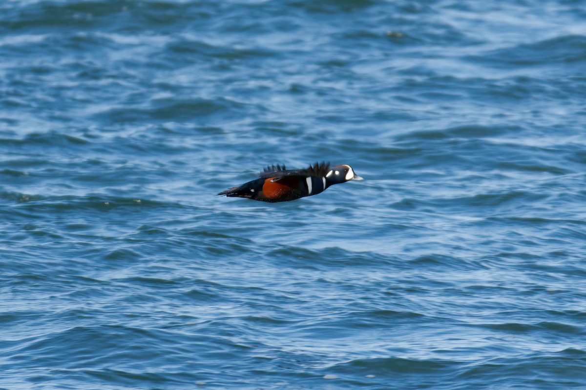 Harlequin Duck - ML647575943