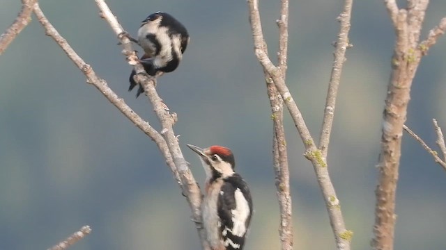 strakapoud jižní - ML647575946