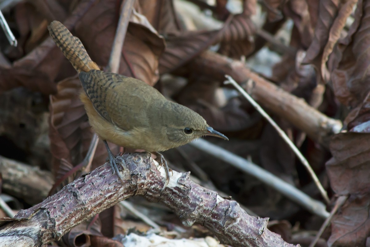 Southern House Wren - ML647575957