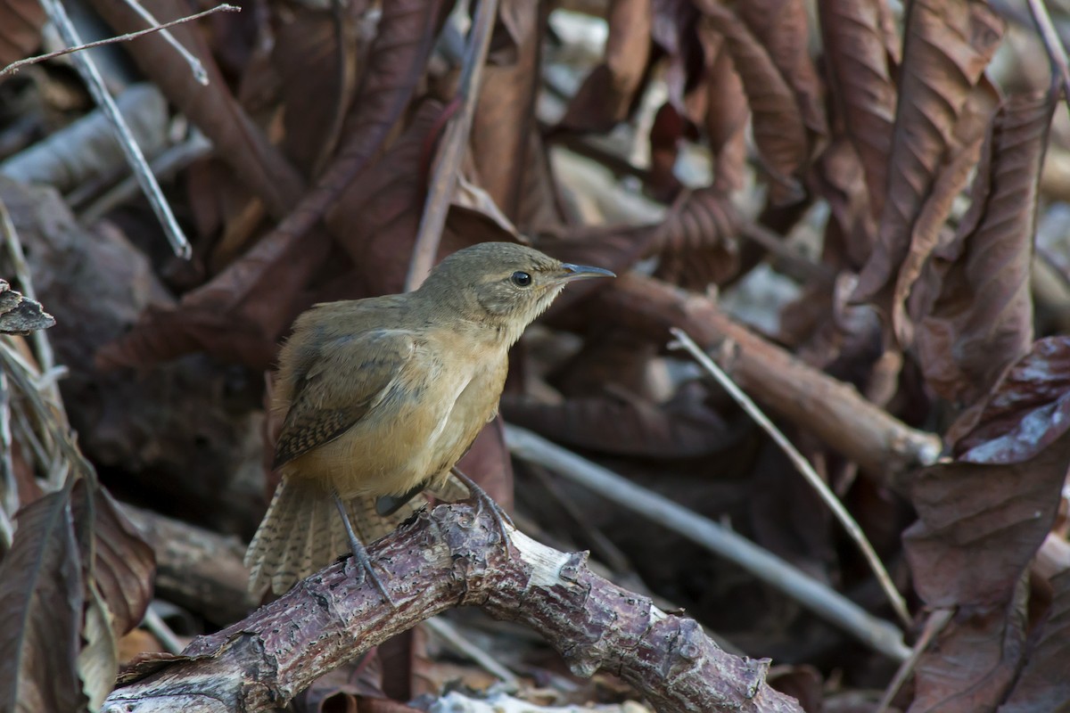 Southern House Wren - ML647575958