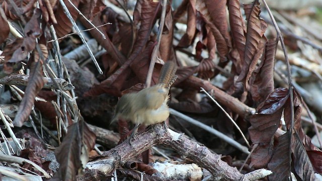 střízlík jižní - ML647575959