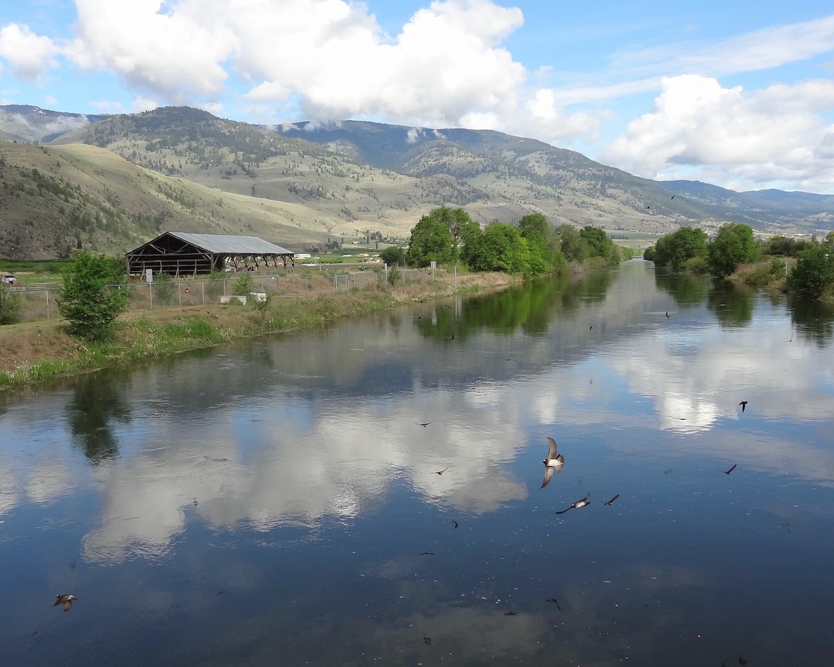 Cliff Swallow - ML647575987