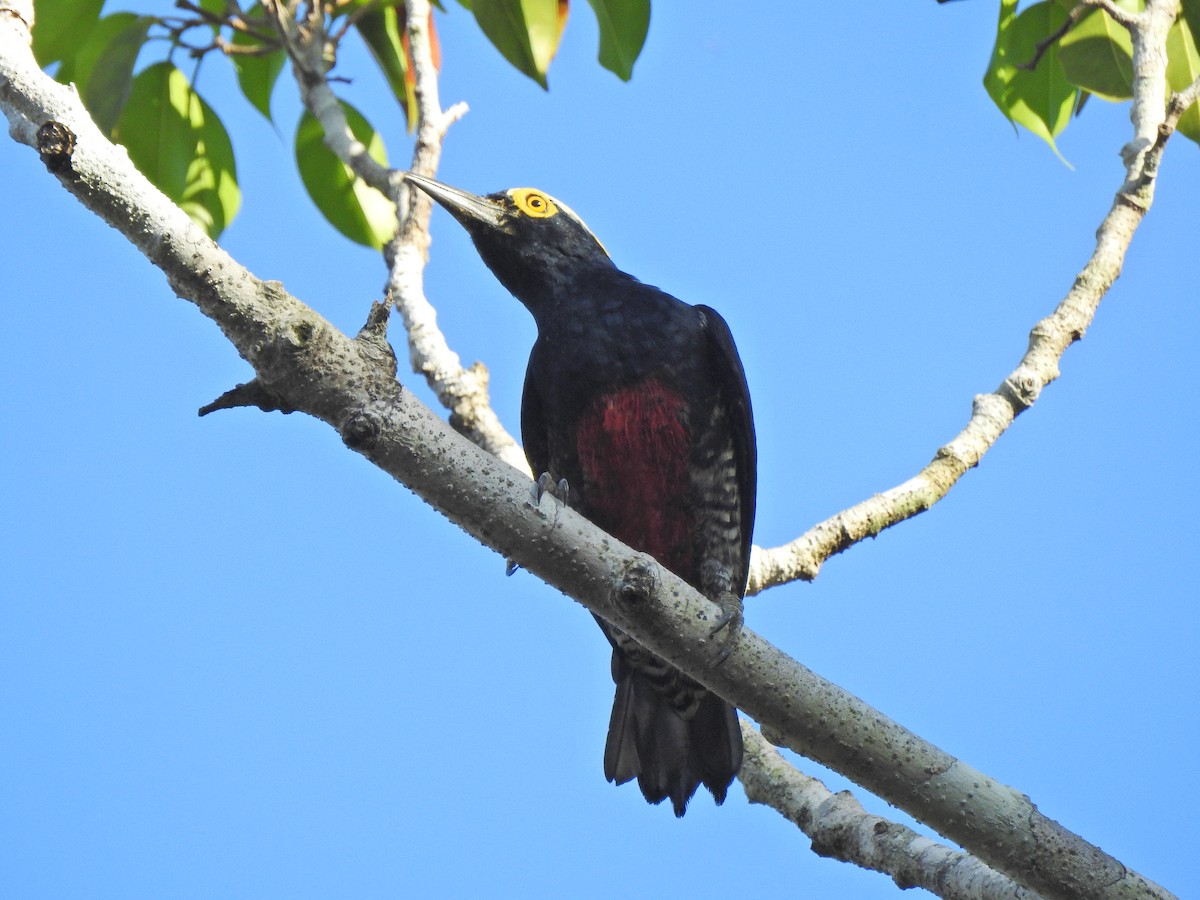 Yellow-tufted Woodpecker - ML647575993