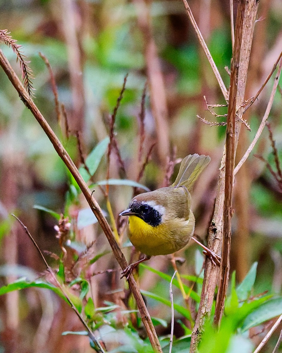 Common Yellowthroat - ML647576006