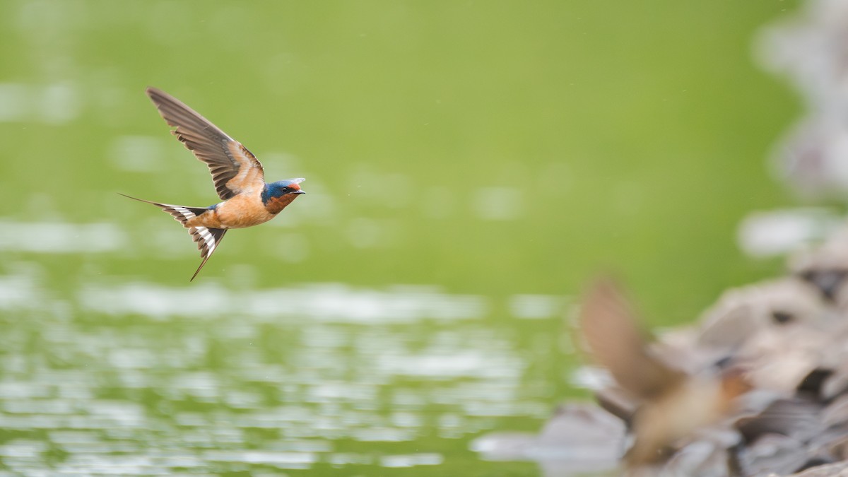 Ластівка сільська (підвид erythrogaster) - ML647576009