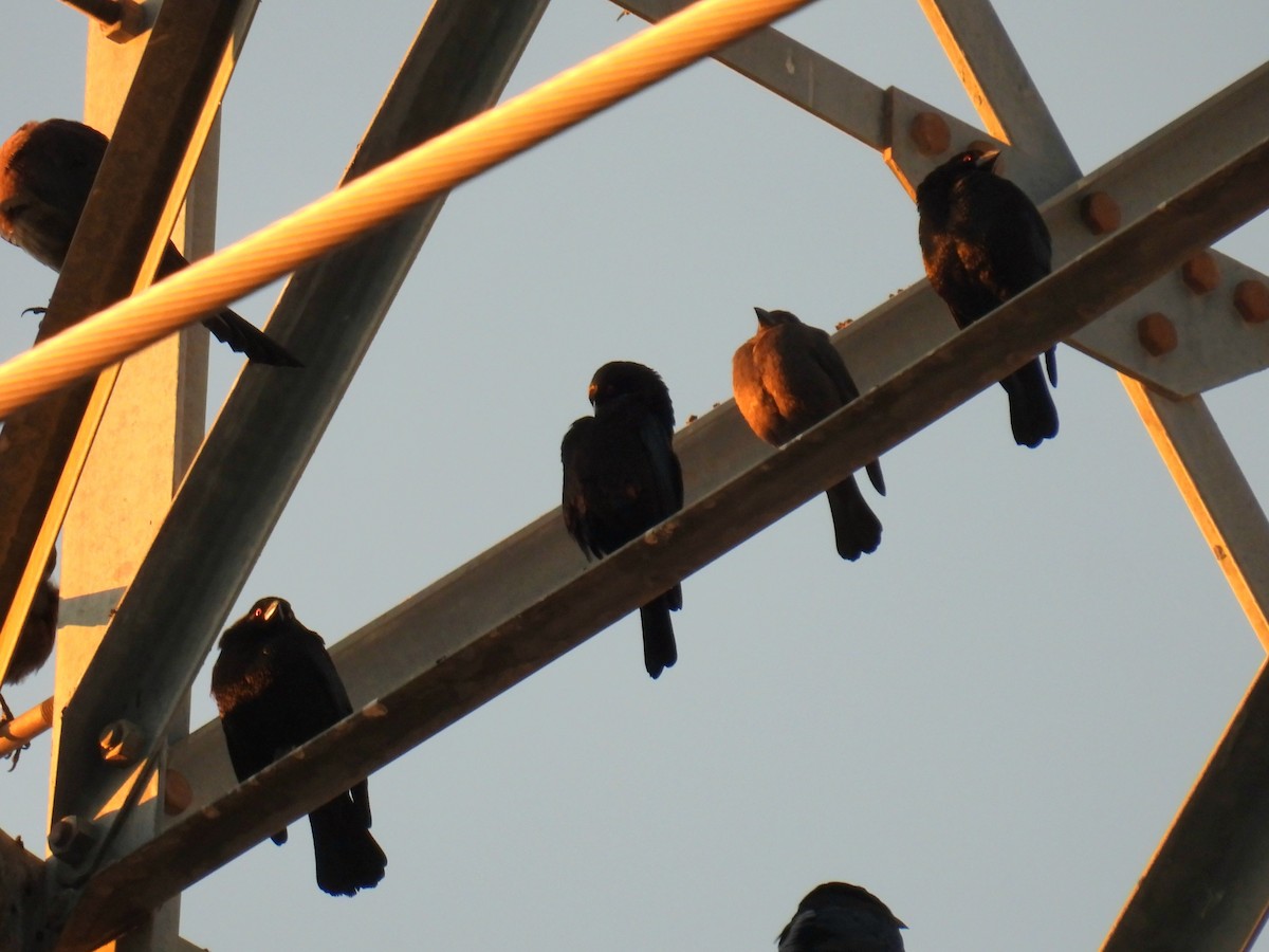 Bronzed Cowbird - ML647576014