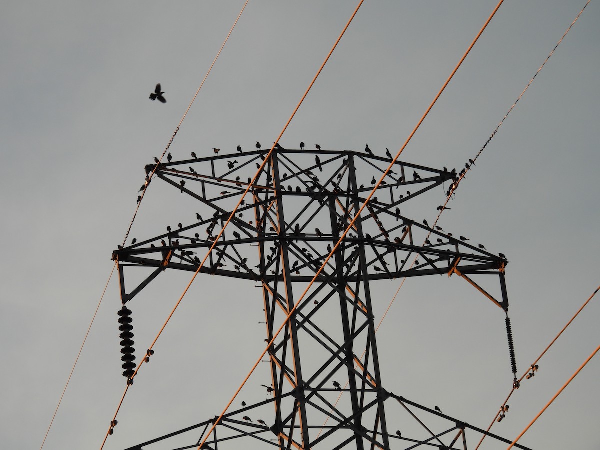 Bronzed Cowbird - ML647576015