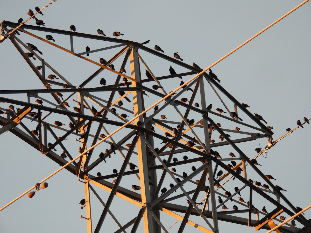 Bronzed Cowbird - ML647576016