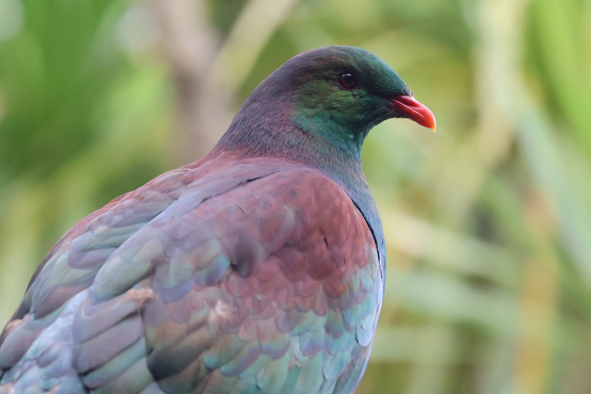 New Zealand Pigeon - ML647576017