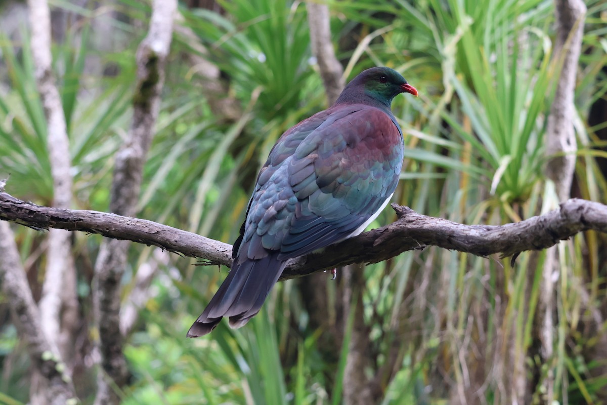 New Zealand Pigeon - ML647576018