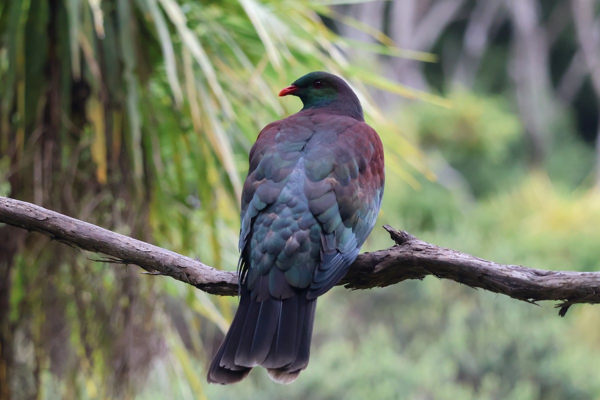 New Zealand Pigeon - ML647576019