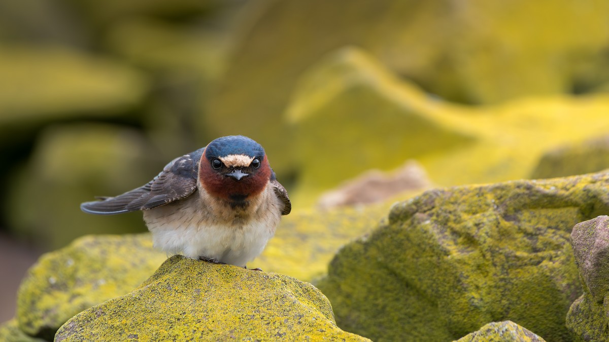 Cliff Swallow - ML647576022