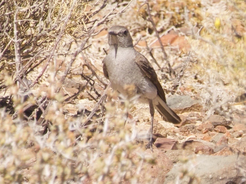 Karoo Chat - ML647576034