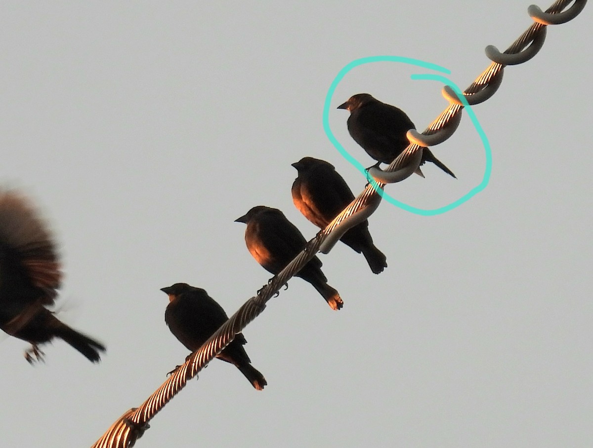 brunhodetrupial - ML647576046