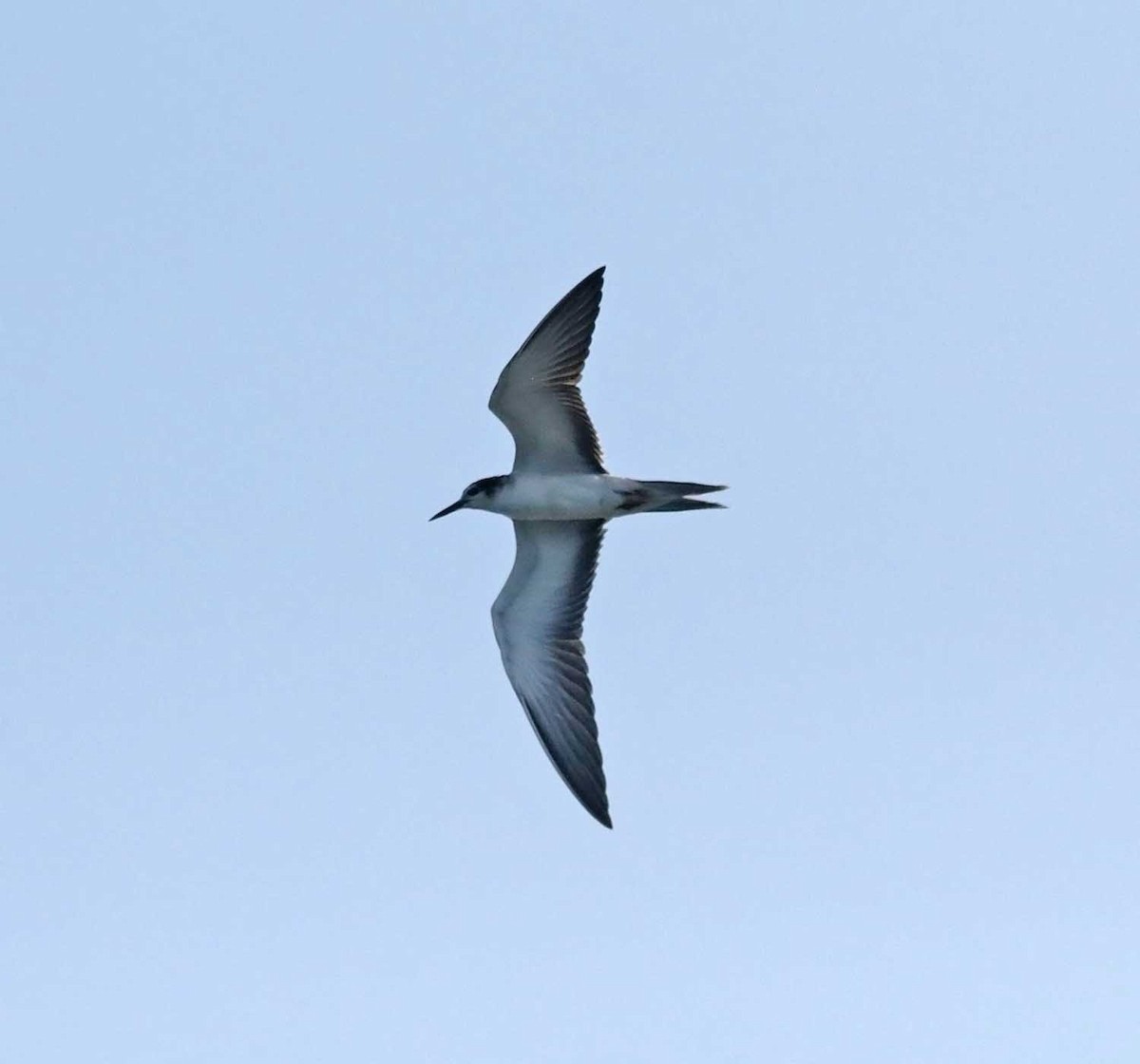 Bridled Tern - ML647576057