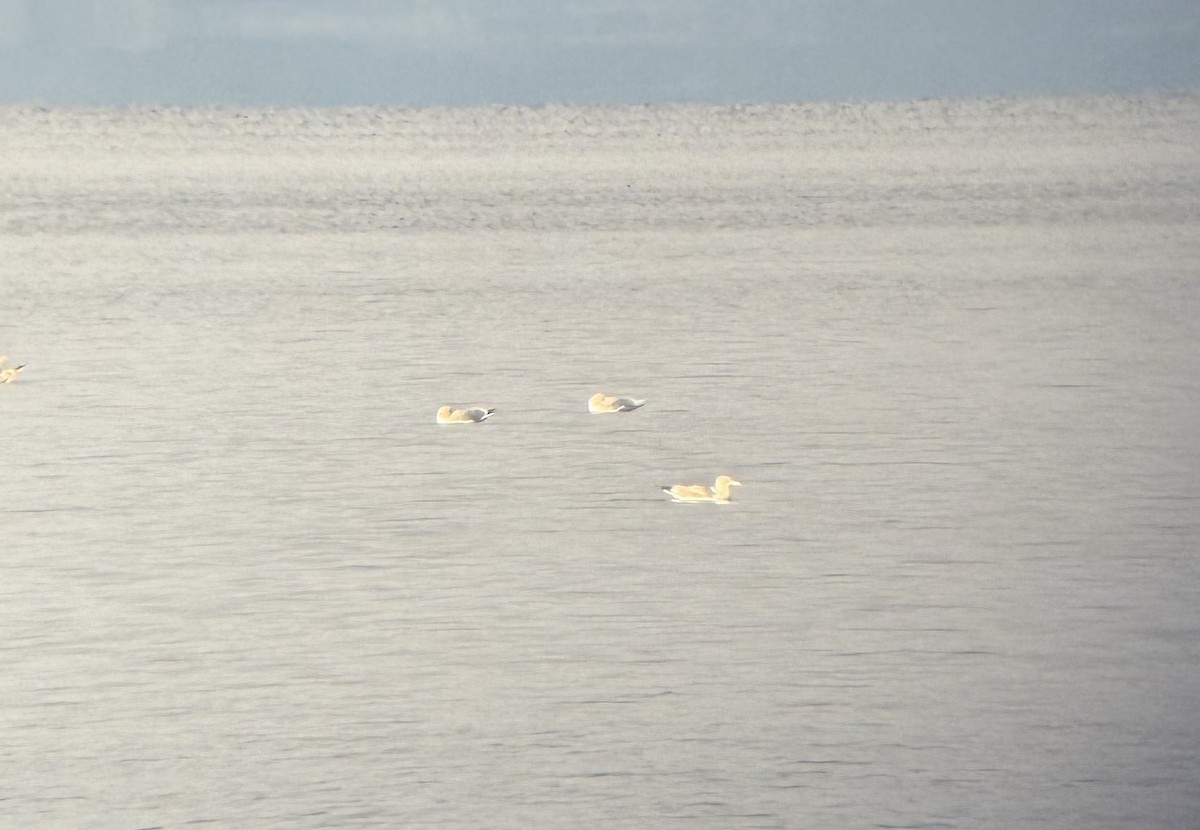 Gavión Hiperbóreo - ML647576075