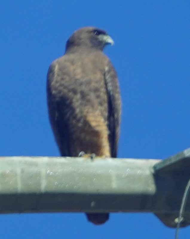 鷹科(中、小型) - ML647576103