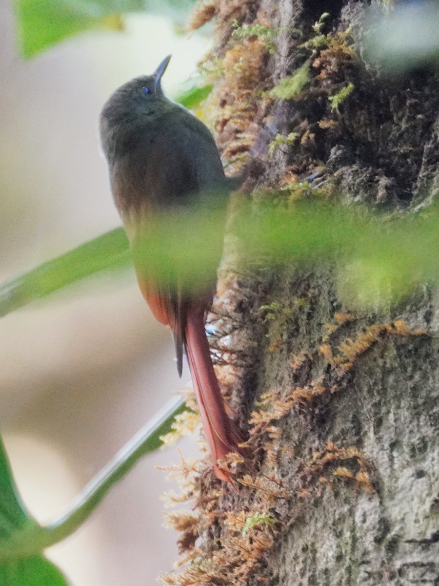 Olivaceous Woodcreeper - ML647576107
