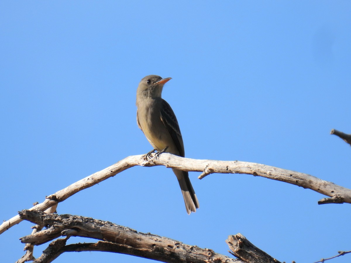 Greater Pewee - ML647576121