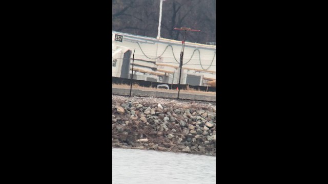 sovice sněžní - ML647576128